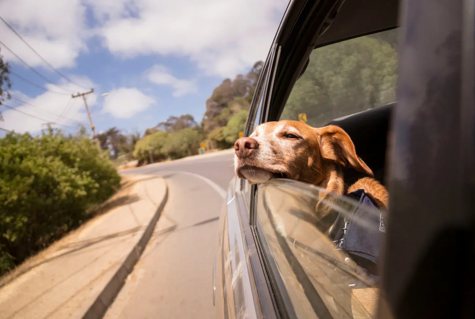 A dog resting its head on an open car window, enjoying the breeze on a sunny road.