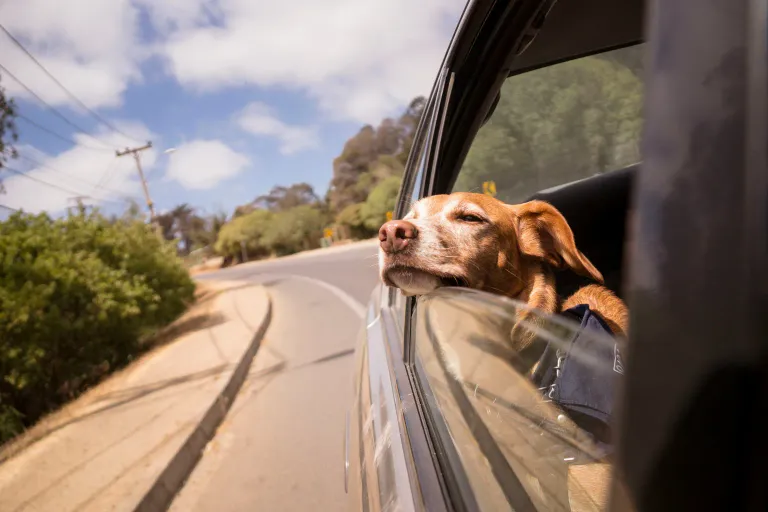 A dog resting its head on an open car window, enjoying the breeze on a sunny road.