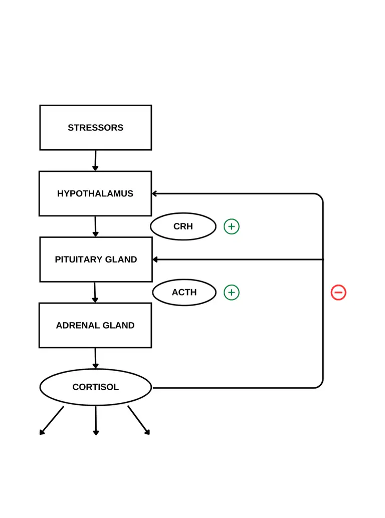 how cortisol is produced