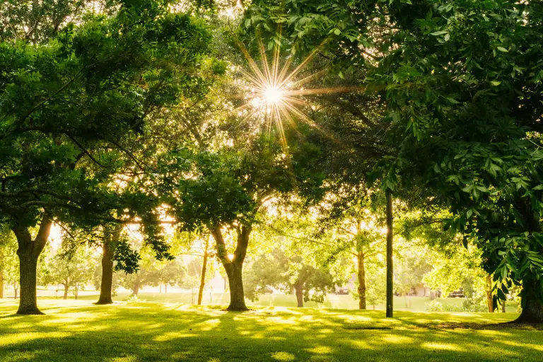 Late afternoon sun through the trees of a grassy park, the setting behind most seasonal allergy symptoms