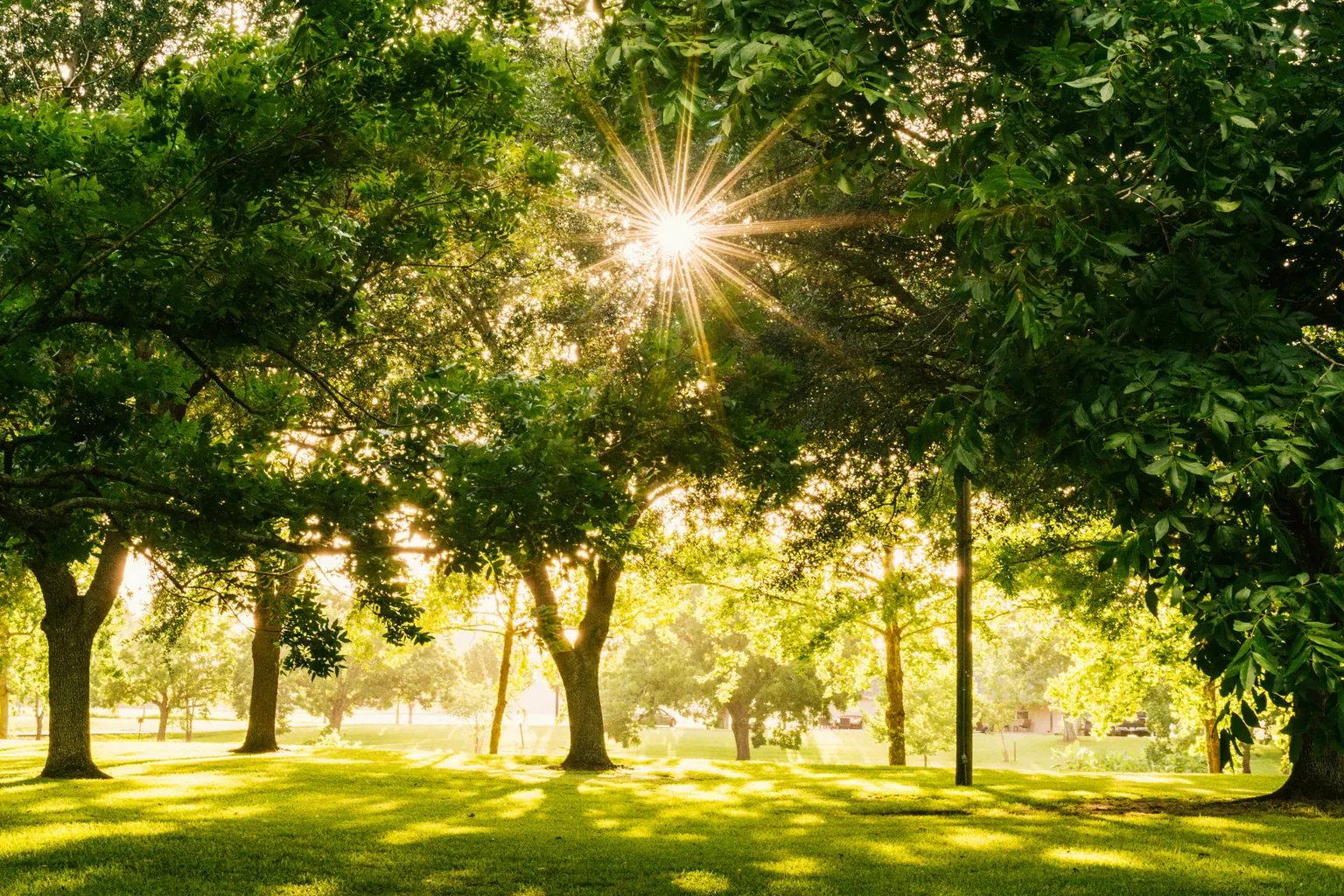 Late afternoon sun through the trees of a grassy park, the setting behind most seasonal allergy symptoms