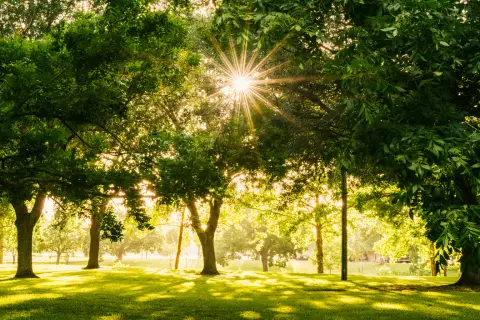 Late afternoon sun through the trees of a grassy park, the setting behind most seasonal allergy symptoms