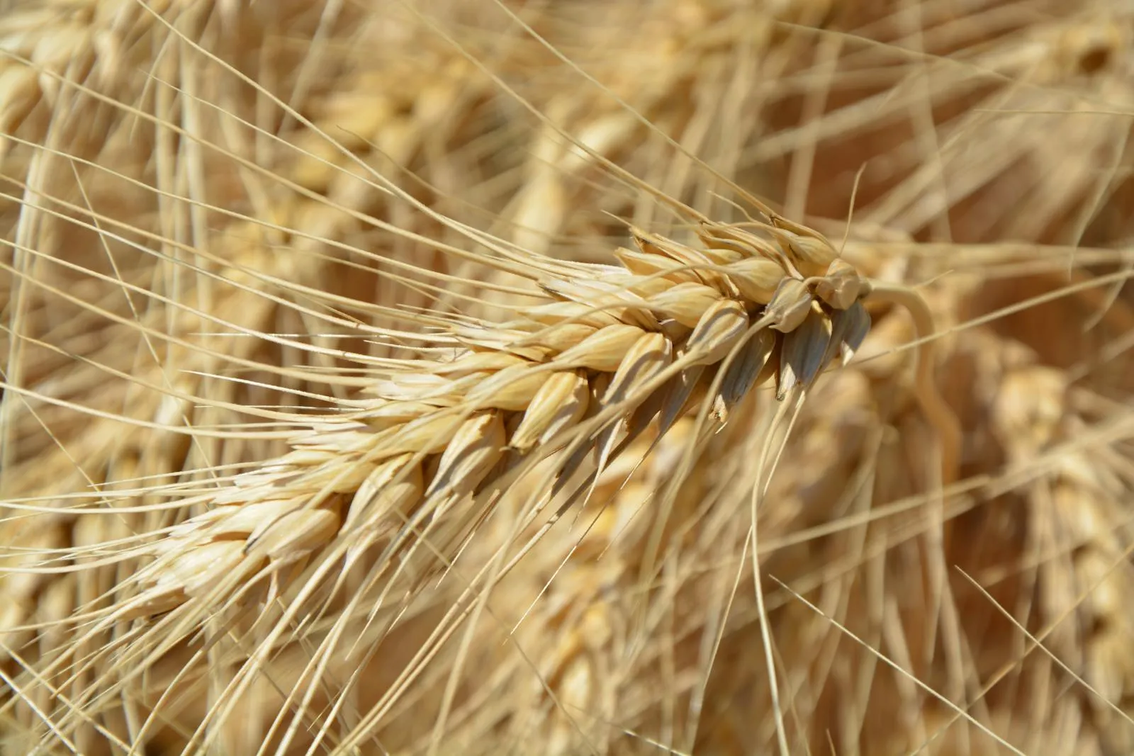 Wheat plant in field representing gluten and celiac disease testing context