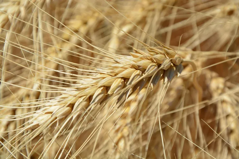 Wheat plant in field representing gluten and celiac disease testing context