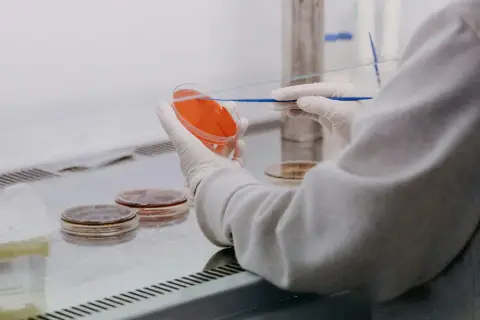Laboratory worker examining culture dishes at a clean bench