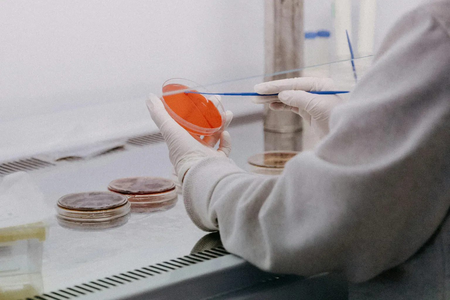 Laboratory worker examining culture dishes at a clean bench