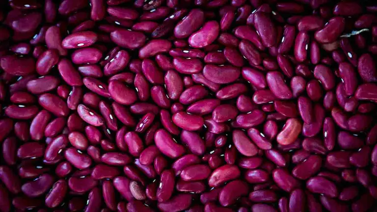 foods to improve kidney function