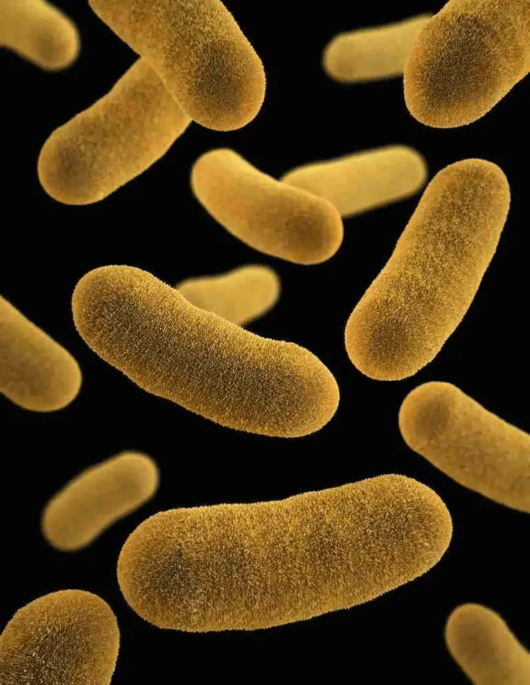 Fueling Your Life: The Vital Link Between Energy & Gut Health