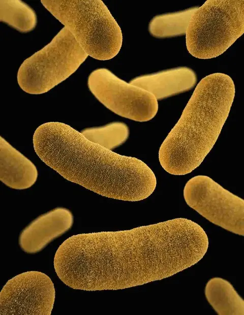 Fueling Your Life: The Vital Link Between Energy & Gut Health