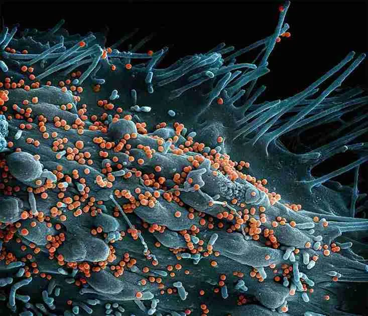Proactive Diabetes Biomarkers - Fasting Insulin