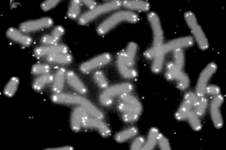 2 Silent Killers in Your Blood: How Mito Health Can Uncover and Combat Stress-Induced Aging