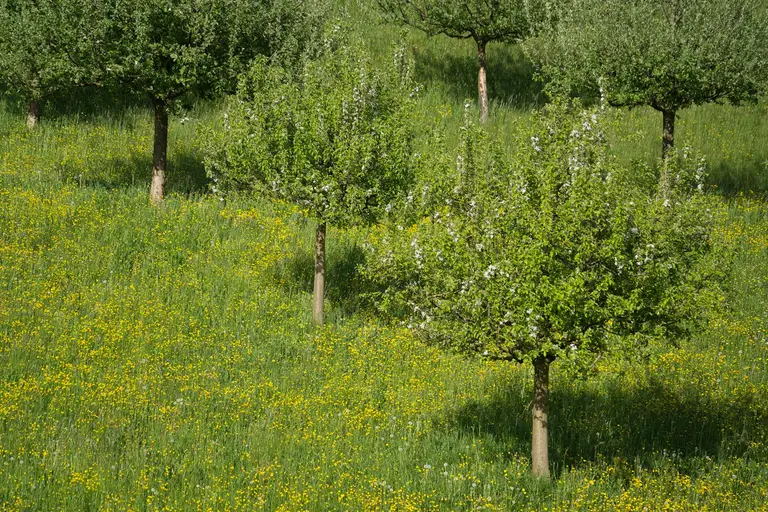Spring orchard with blooming trees and meadow flowers representing environmental pollen allergens