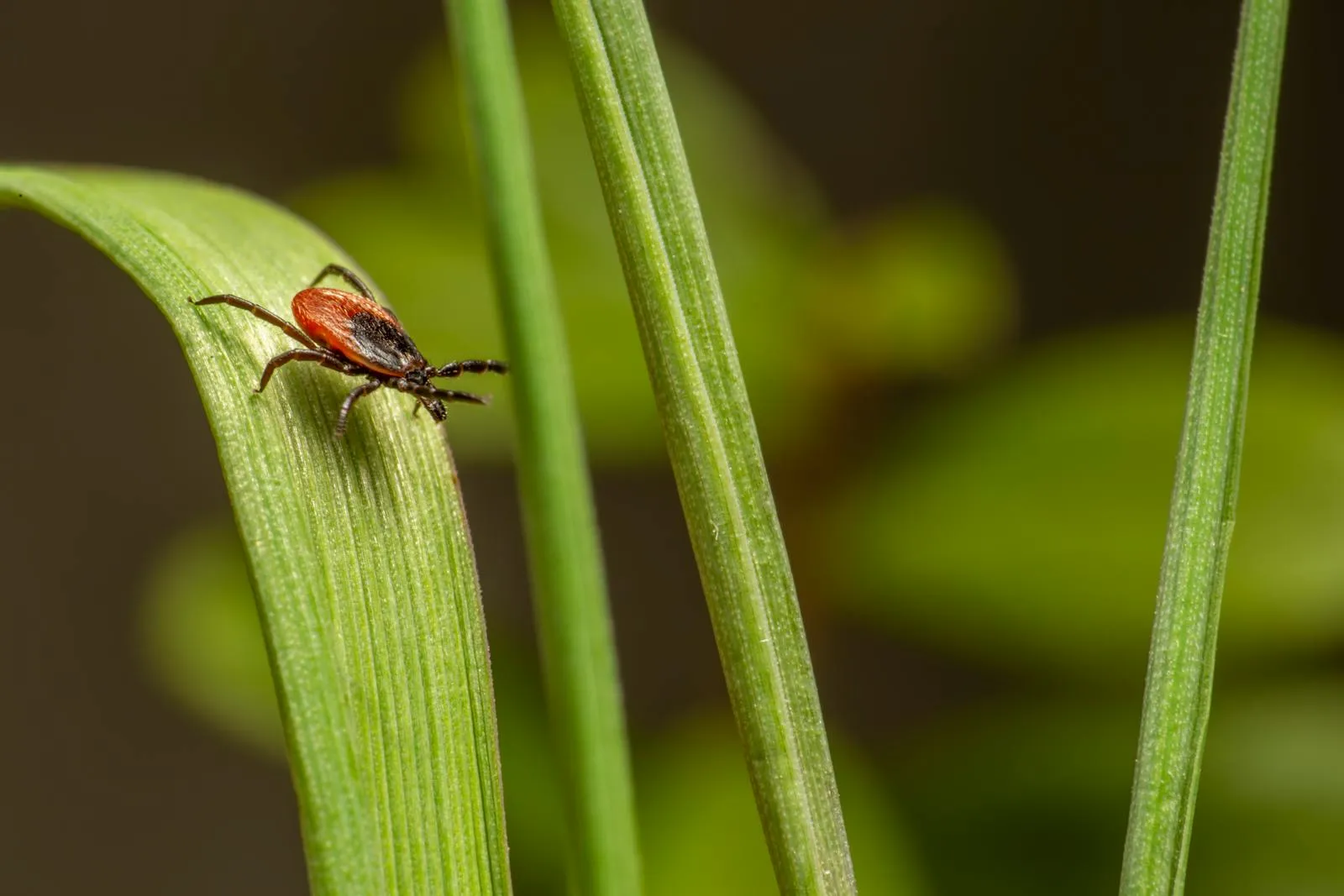 Close-up of a castor bean tick on a green leaf representing the Lyme disease vector