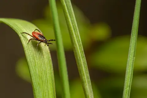Close-up of a castor bean tick on a green leaf representing the Lyme disease vector