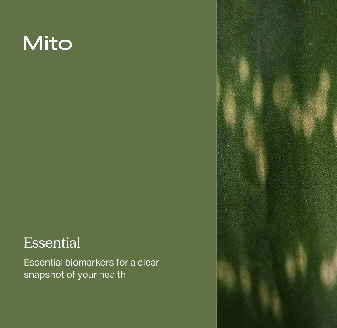 Mito Essential Panel