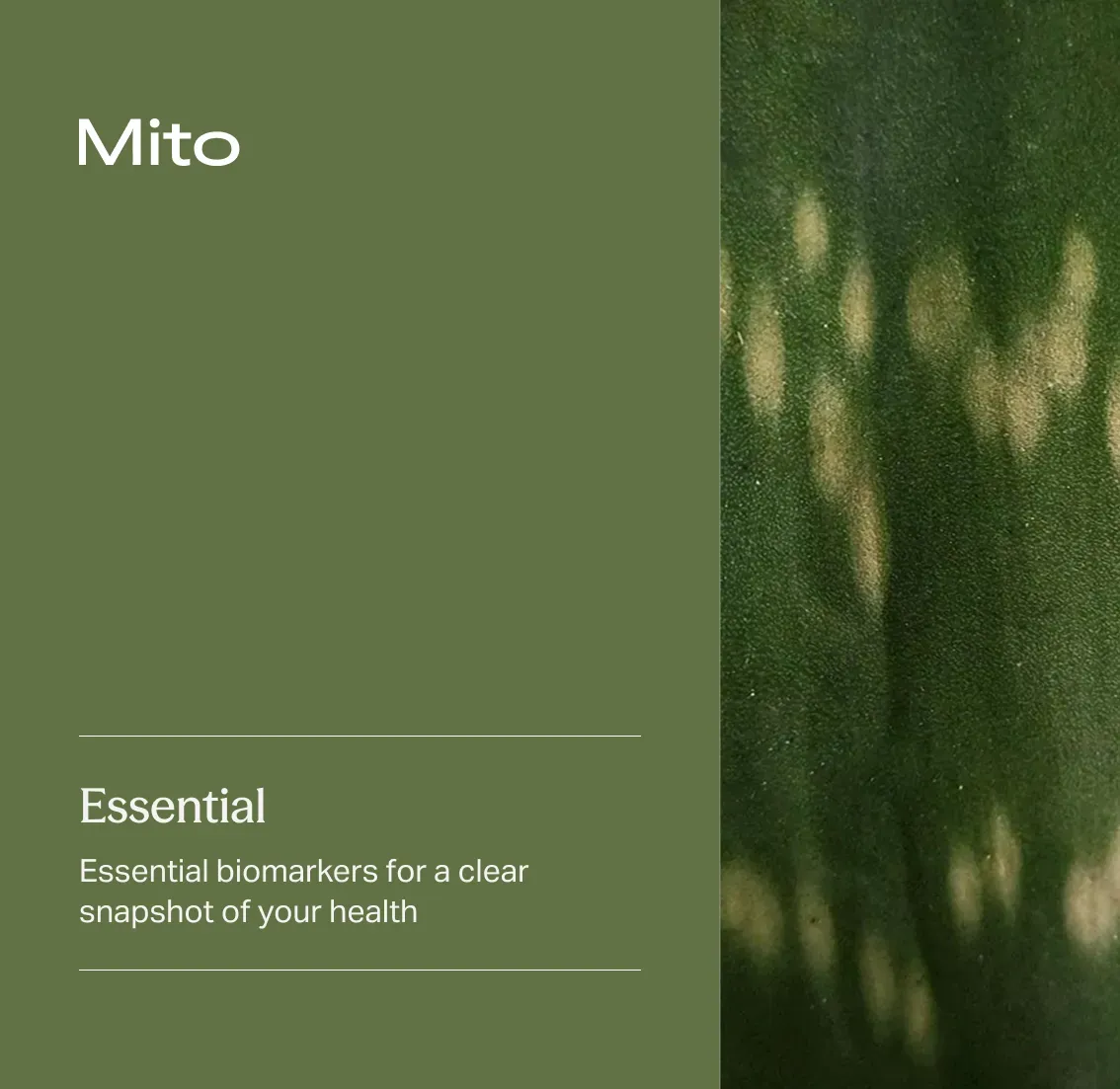 Mito Essential panel card