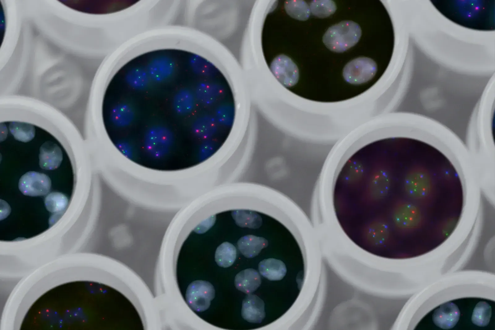 Fluorescence microscopy of cell nuclei in a multi-well laboratory plate, with genetic material stained in color.