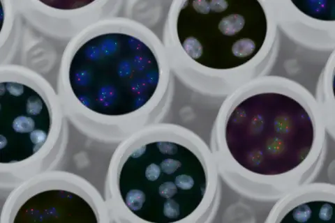 Fluorescence microscopy of cell nuclei in a multi-well laboratory plate, with genetic material stained in color.
