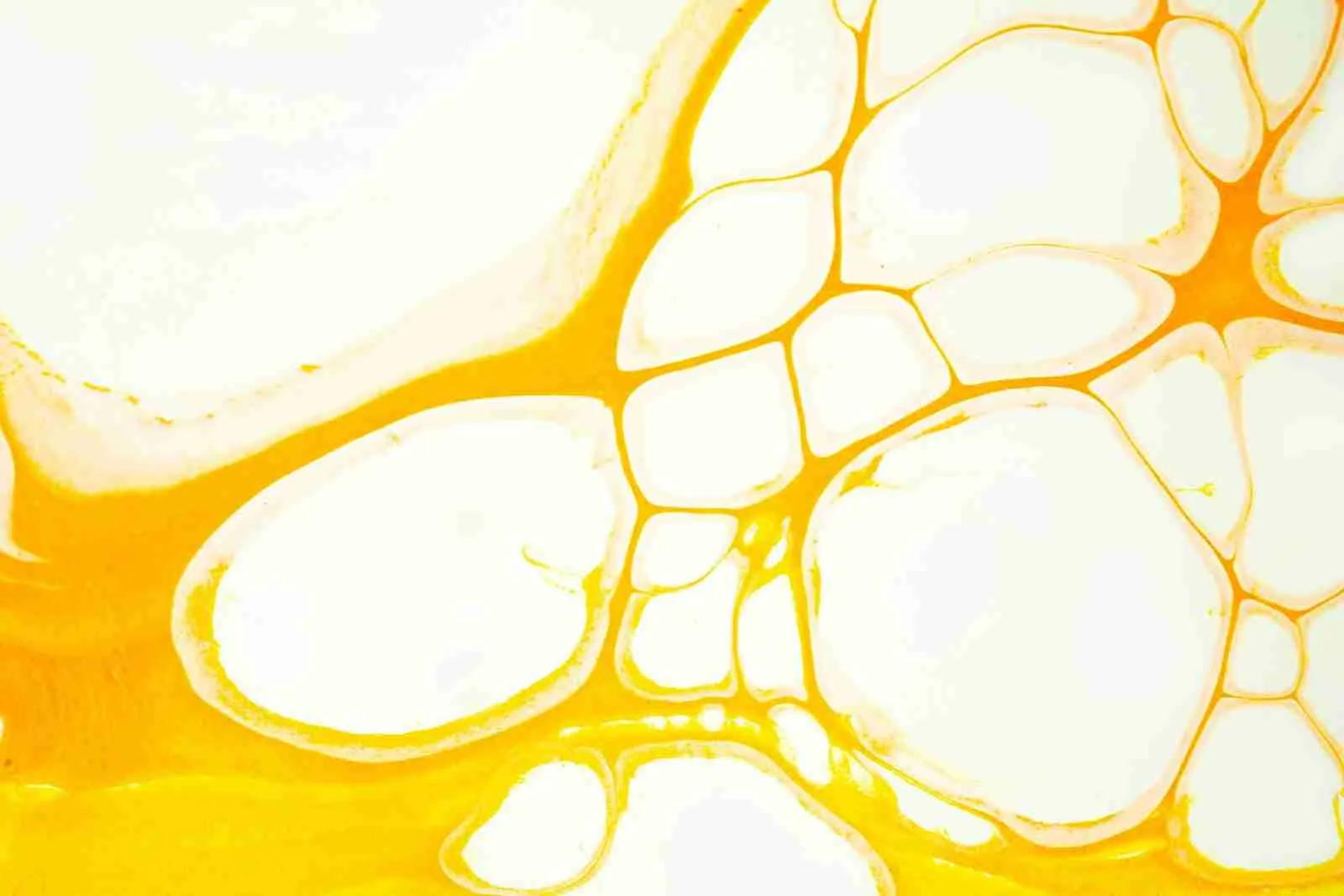 Plant-Based Oils Source of Unsaturated Fat