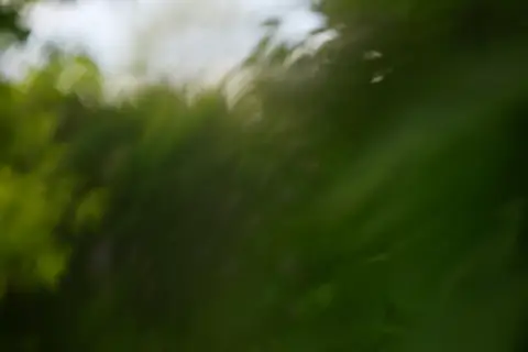 Soft green foliage blurred by motion in daylight