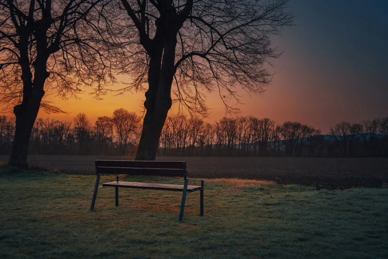 An empty wooden bench beneath bare trees in a quiet park at sunset.