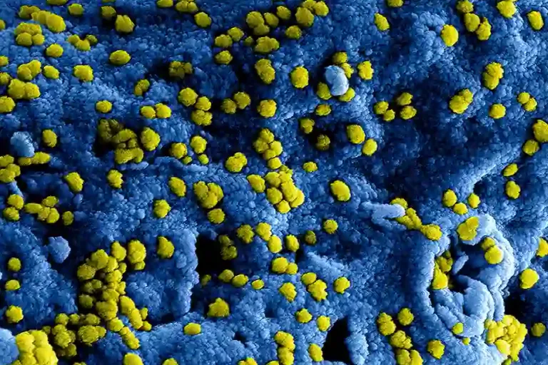 Unmasking the Culprits: How Hidden Food Allergies Wreck Your Health