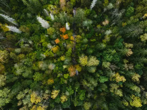 Aerial view of a forest with green, yellow, and orange foliage.