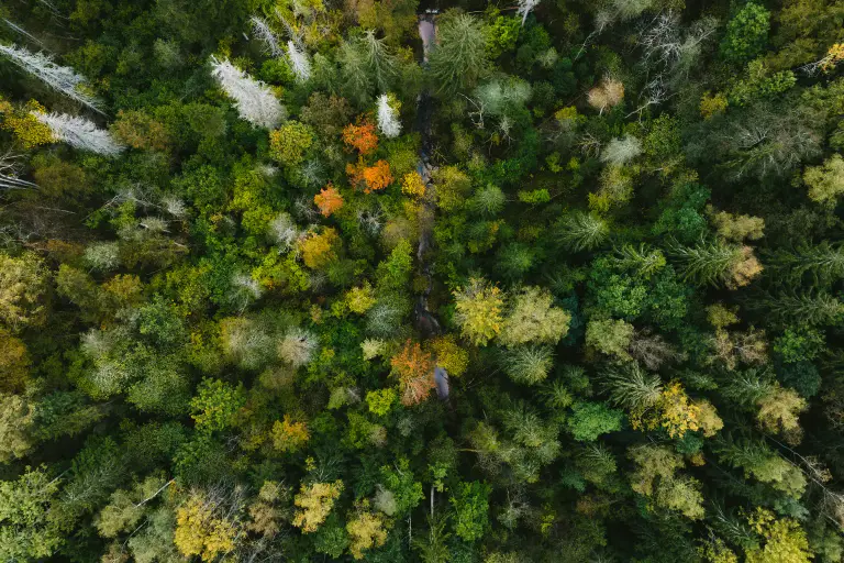 Aerial view of a forest with green, yellow, and orange foliage.