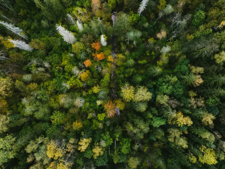 Aerial view of a forest with green, yellow, and orange foliage.