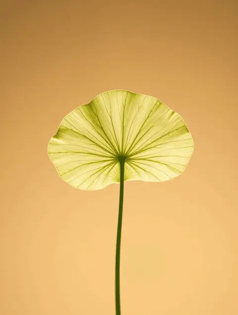 High Folate Levels: How Much Folic Acid Is Too Much?