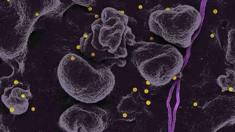 A microscopic view of blood cells in purple tones