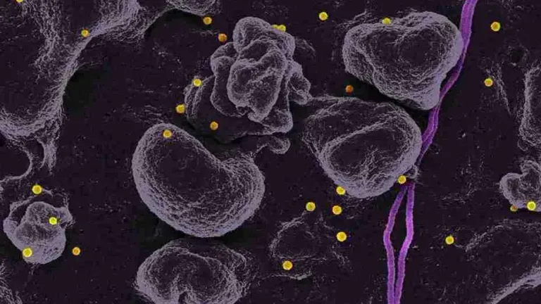 A microscopic view of blood cells in purple tones
