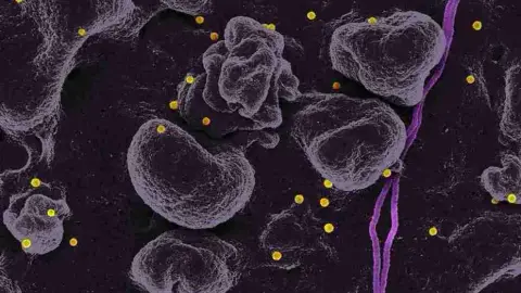 A microscopic view of blood cells in purple tones