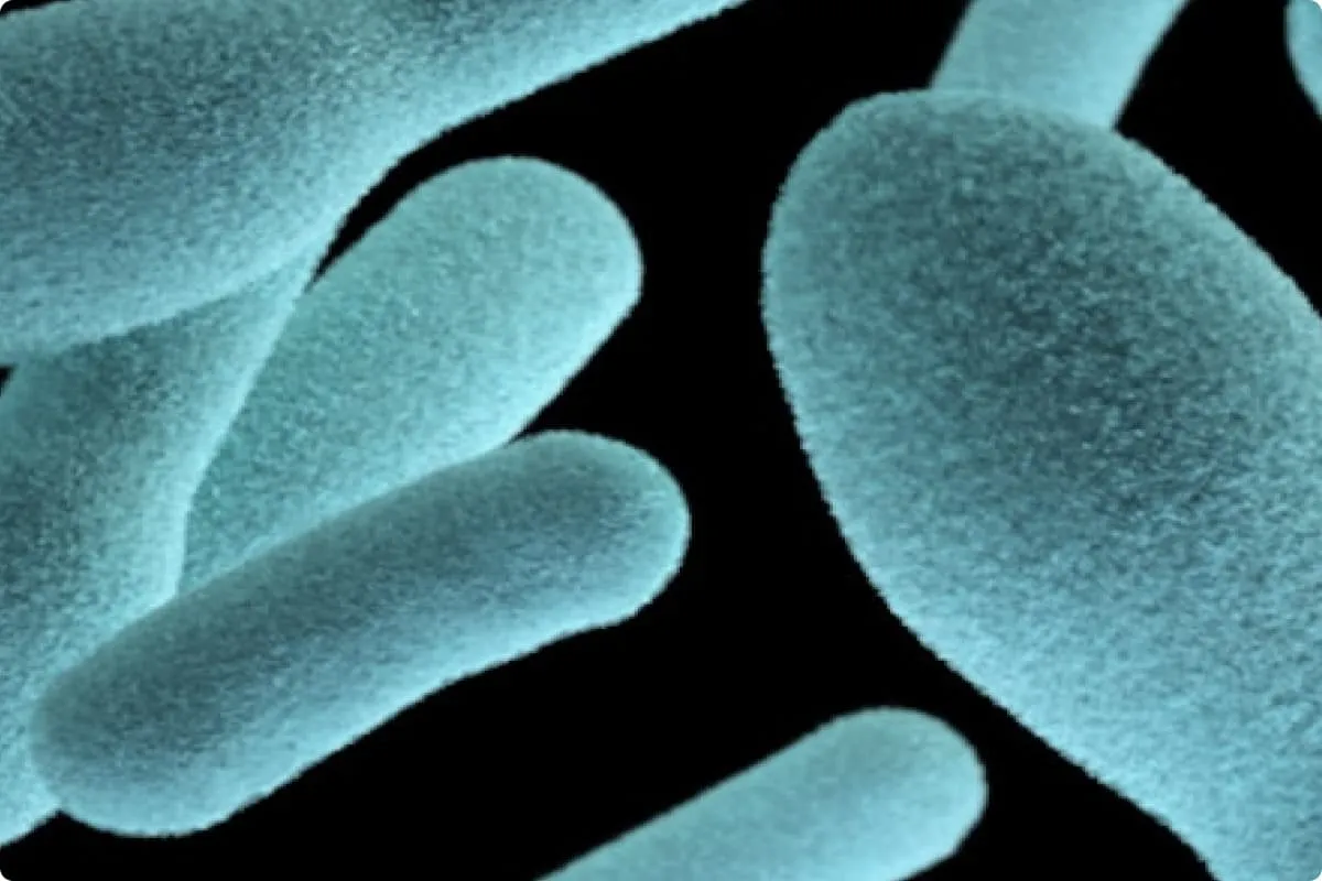 Food Allergy Profile