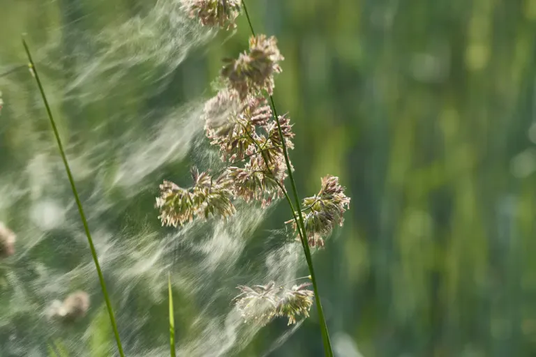 Sunlit grass seed heads with fine fibers drifting in the air