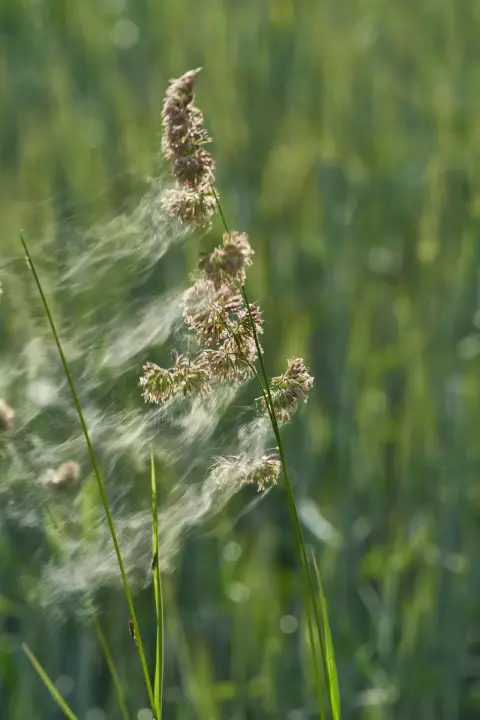 Sunlit grass seed heads with fine fibers drifting in the air