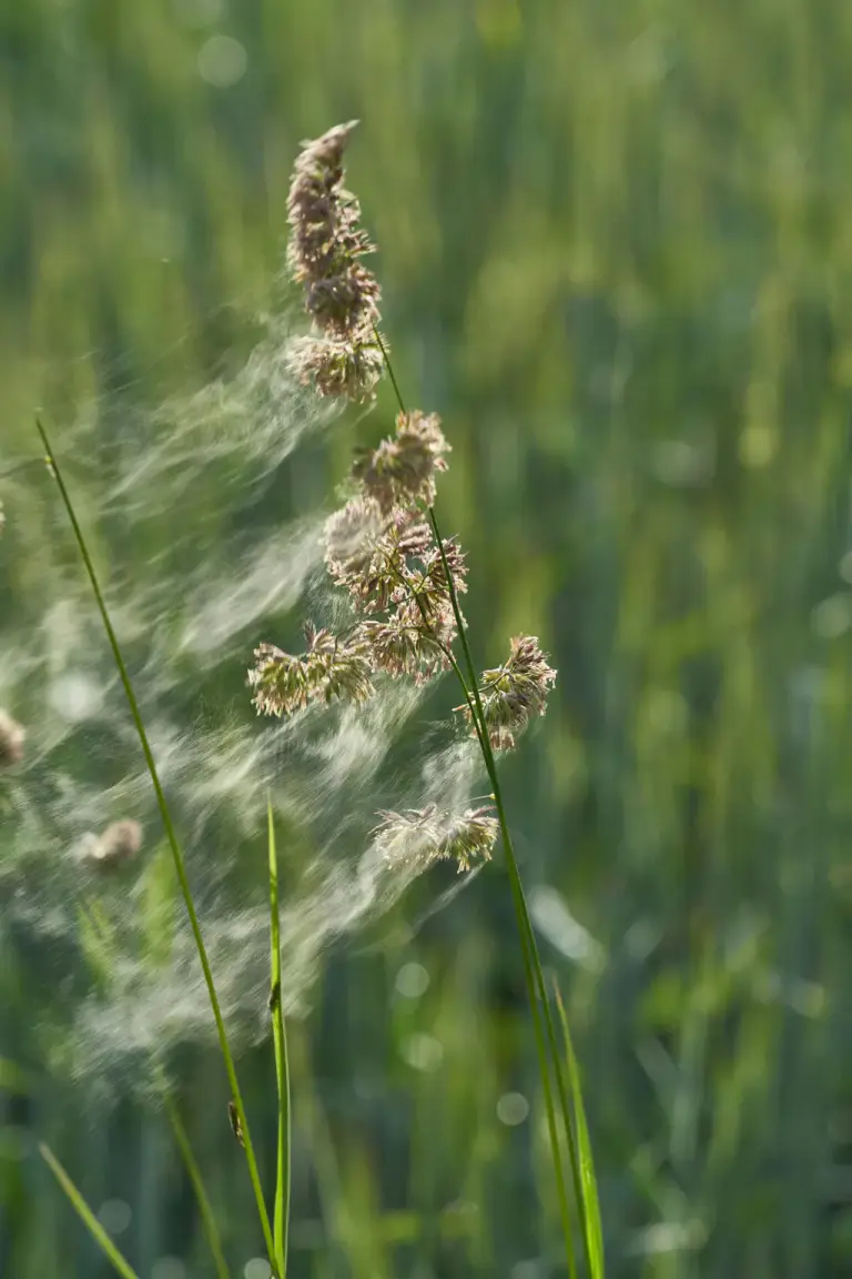 Sunlit grass seed heads with fine fibers drifting in the air