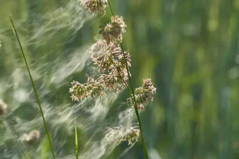 Sunlit grass seed heads with fine fibers drifting in the air