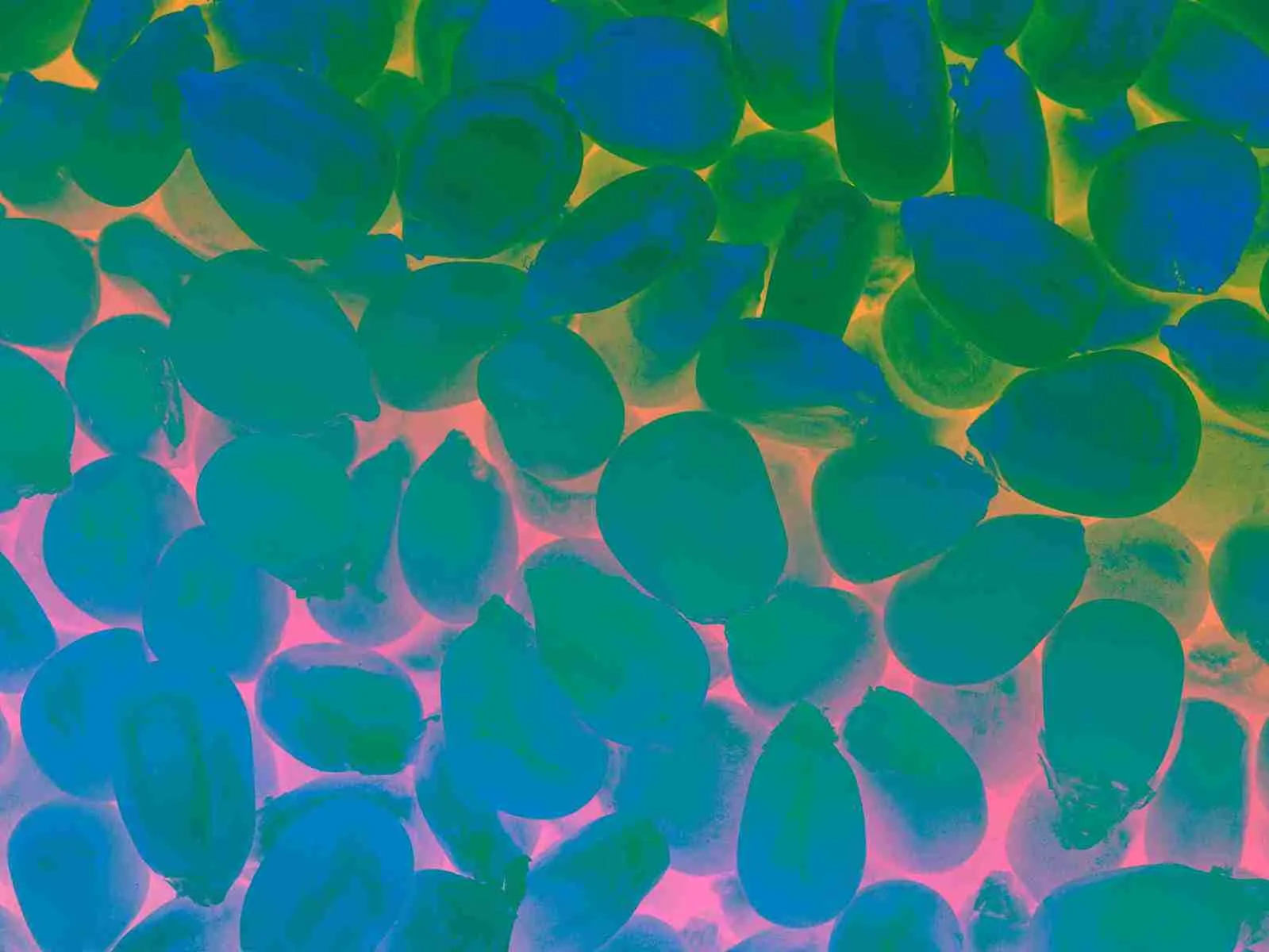 Healthy Gut Microbiome